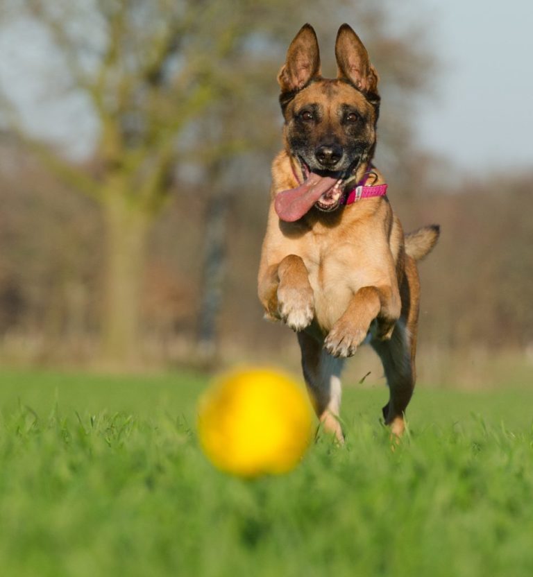 Beschäftigung &amp; Spielstunden für den Hund Training in Köln Dünnwald