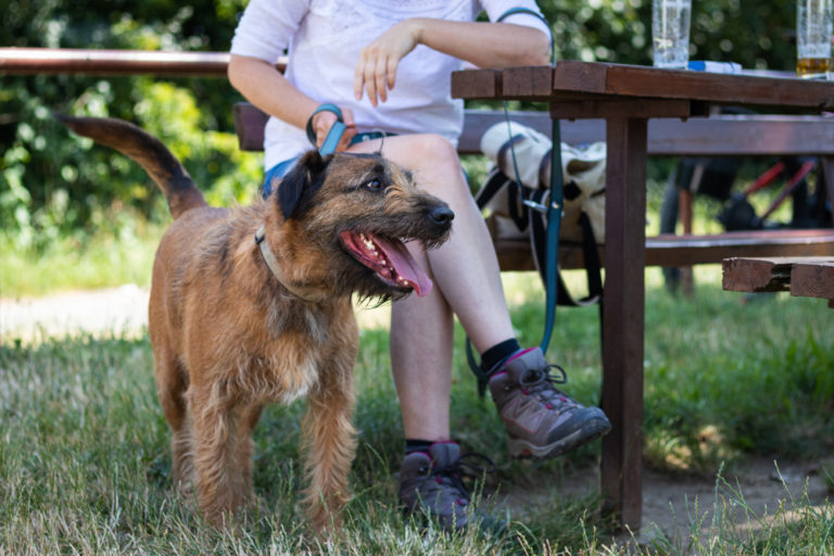 Stadtraining für Hunde in Köln Mühlheim in der Hundeschule Traumhund