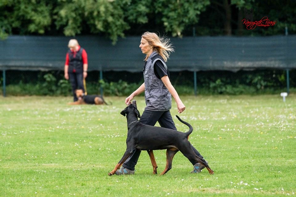 Hundeschule Traumhund Rechtsrheinisch In Koln Fur Alle Hunderassen