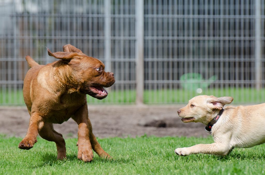 Welpenschule in Köln Welpentreff mit Training in der Hundeschule 🏅